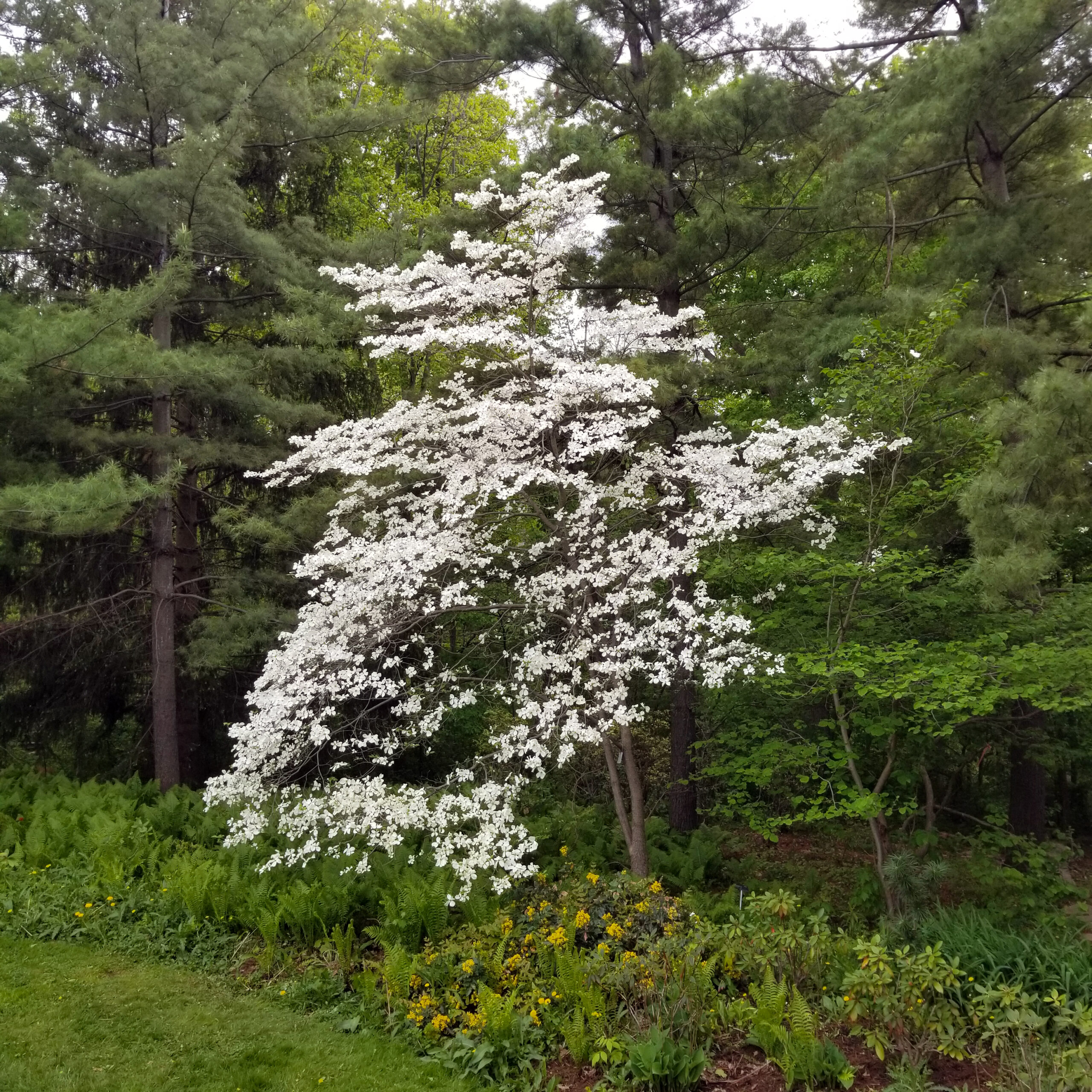 a small tree with many white blossoms